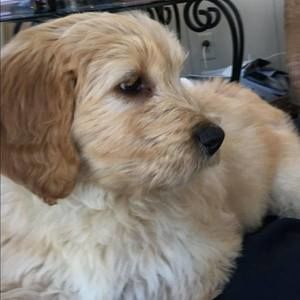 Meet your Posher, Deborah